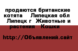 продаются британские котята  - Липецкая обл., Липецк г. Животные и растения » Кошки   